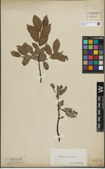 Foto von Salix lapponum L. x Salix silesiaca Willd.
